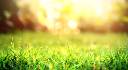 Students write a letter or poem to express their gratitude to something in the natural world.