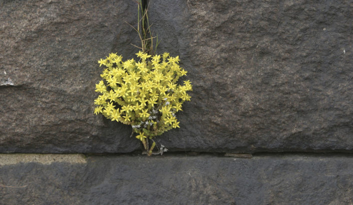 Flowers in a rock