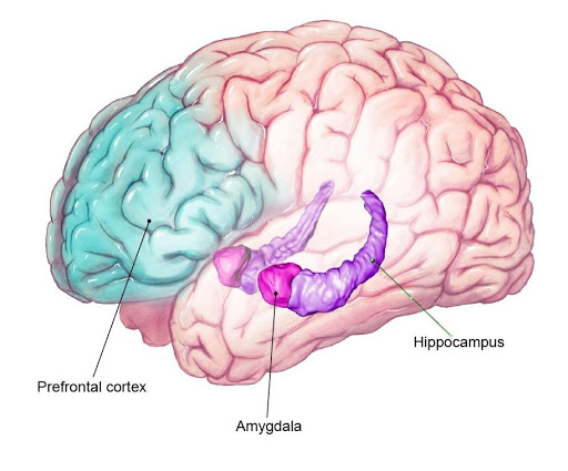 Image of the brain with prefrontal cortex, hippocampus, and amygdala highlighted and labeled