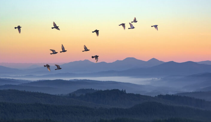 Foggy morning in the mountains with flying birds