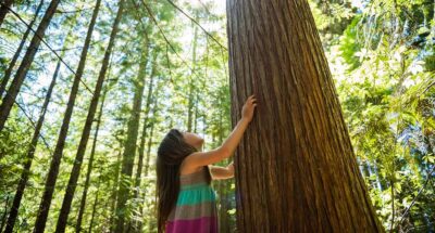 Child touching the bark of a tree