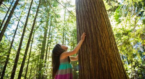 Child touching the bark of a tree