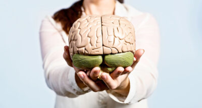Brunette woman holds out medical model of human brain